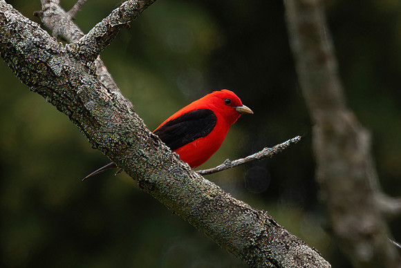 Scarlet Tanager, Male