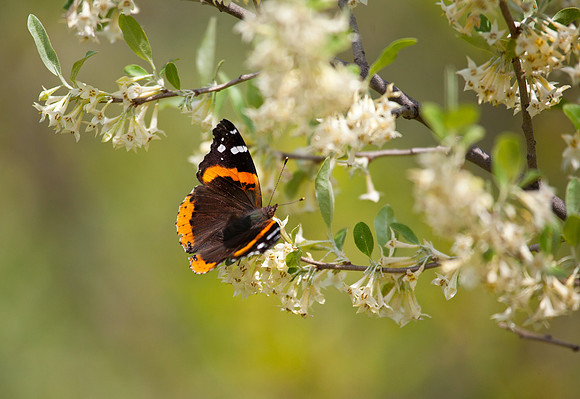Red Admiral on Honeysuckle III
