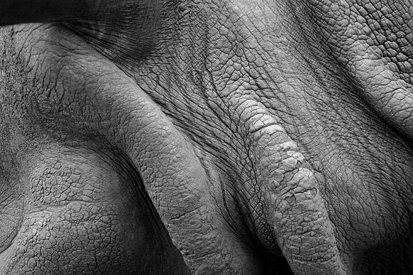 Black Rhinoceros Hide