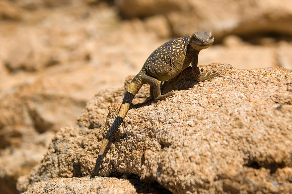 Juvenile Chuckwalla