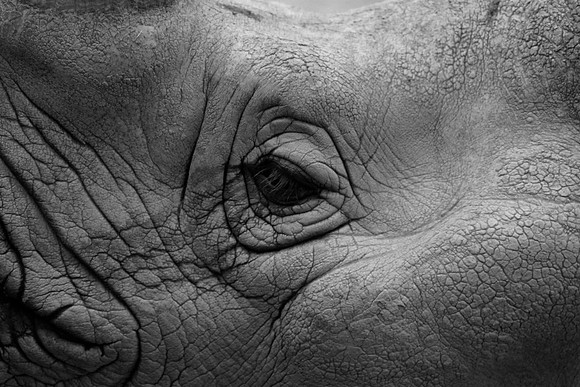 Black Rhinoceros