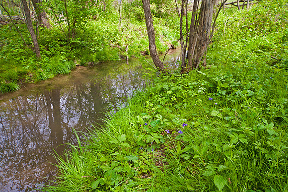 Spring Reflection