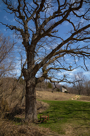 One Very Beautiful Oak