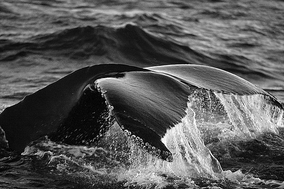 Humpback Whale, Atlantic Ocean