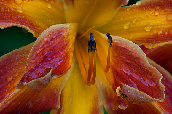 Firestorm, After the Rain