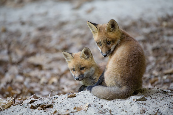 Fox Kits, Starved Rock State Park, LaSalle County, IL