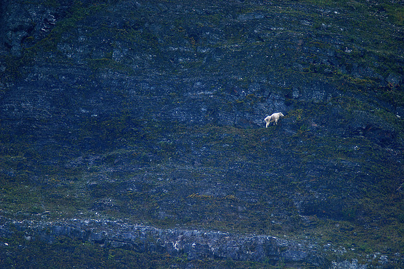 Mountain Goat
