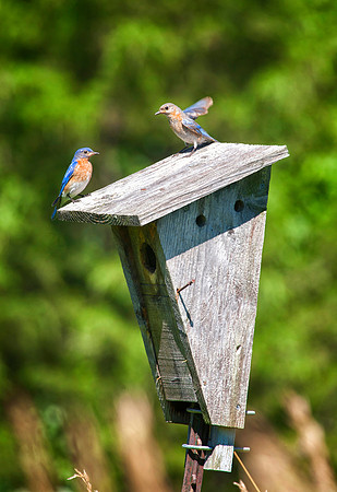 Bluebird Wing Wave, Stockton, IL