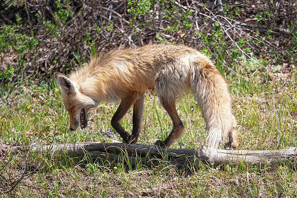 Red Fox
