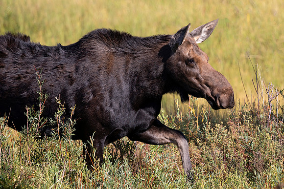 Moose Cow