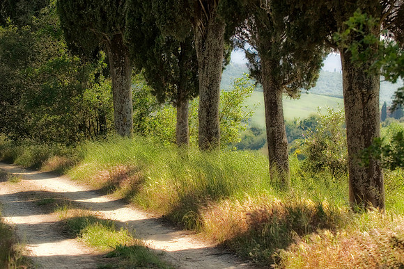 Italian Cypress, Tuscany, Italy