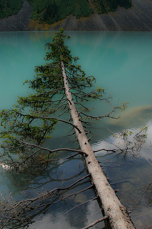 Fallen Pine, Lake Louise, Banff National Park, Alberta, Canada