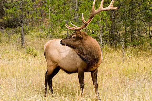 Bull Elk, Jasper National Park, Alberta, Canada (September 12, 2006, 9:18am)