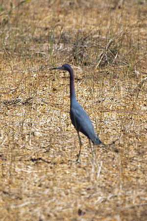 Reddish Egret