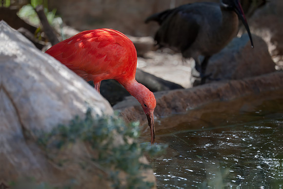 Scarlet Ibis