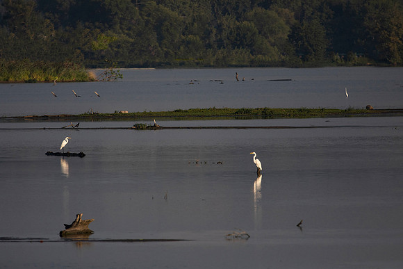 Great Egrets