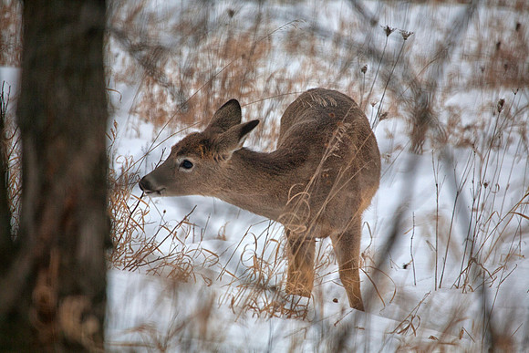 Foraging