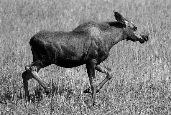 Moose Cow