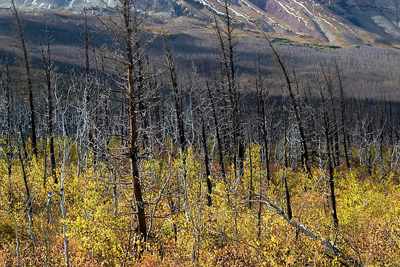 Burnt Valley, Waterton-Glacier International Peace Park, Canada