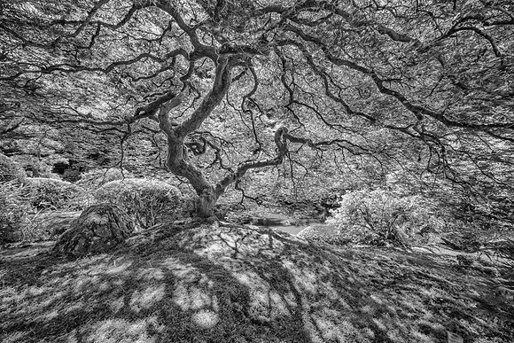 Japanese Maple, Portland Japanese Garden, Portland, OR