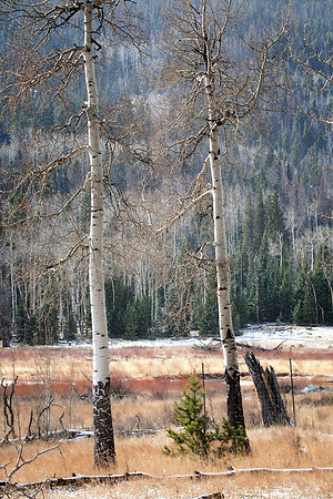 Birch, Early Winter, Rocky Mountain National Park, CO