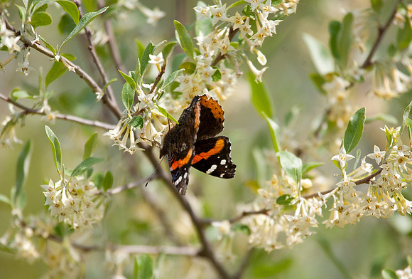 Red Admiral on Honeysuckle II