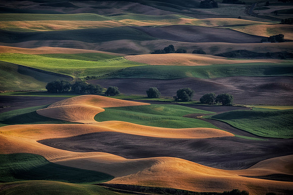 Palouse Hills From Steptoe Butte, WA