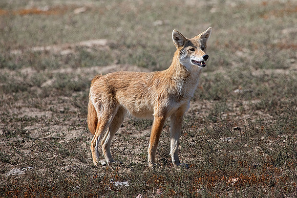Coyote