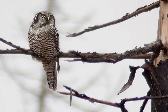 Northern Hawk Owl