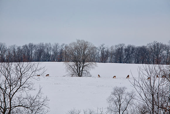 Deer x10