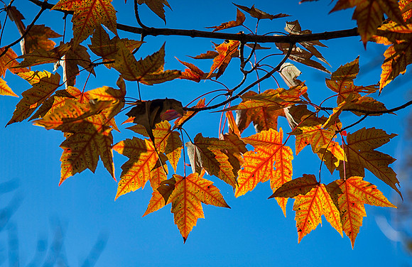 Backlit Autumn Leaves, Lisle, IL