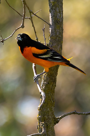 Baltimore Oriole, Male