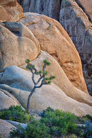 Lone Joshua Tree at Jumbo Rocks, Joshua Tree National Park, CA