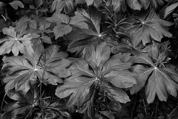 Mayapple