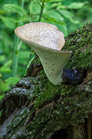 Fungi II, Stockton, IL