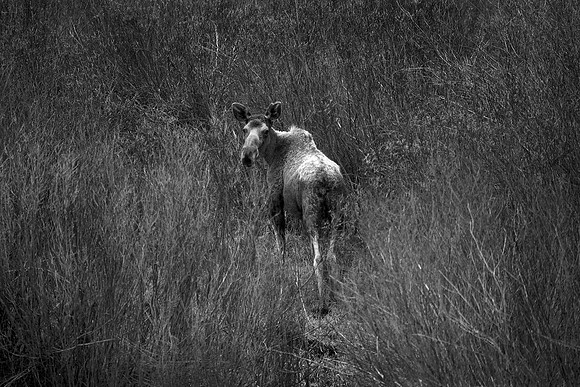 Cow Moose in Willows, Rawlins, WY