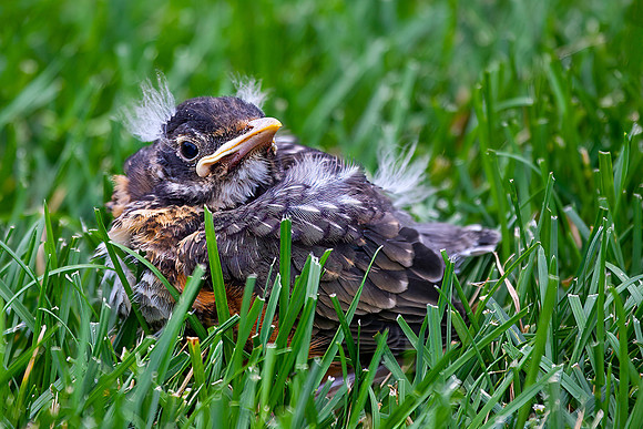 Juvenile American Robin