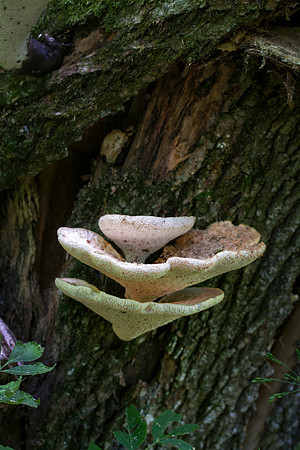 Fungi III, Stockton, IL
