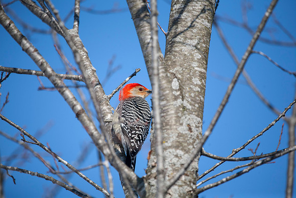 Male Red-Bellied Woodpecker, Stockton, IL