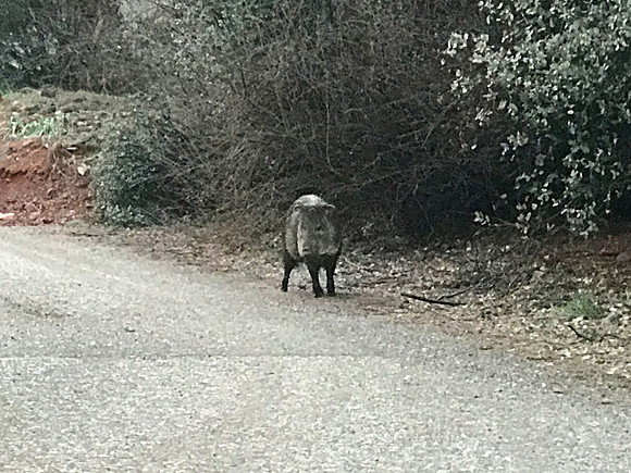 Javelina