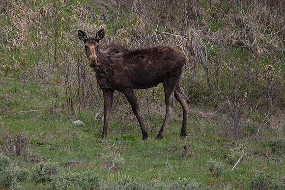 Moose, Juvenile