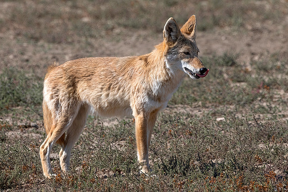 Coyote