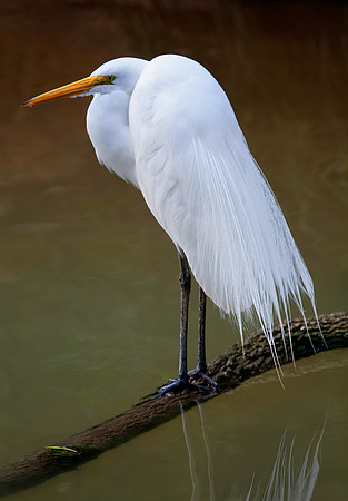 Great Egret