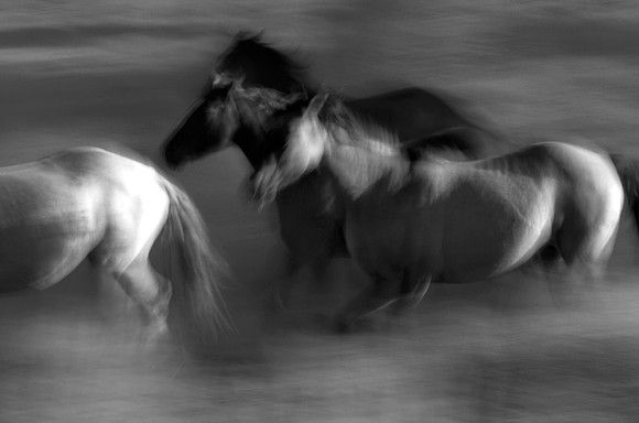 Running Horses, Jackson Hole, WY