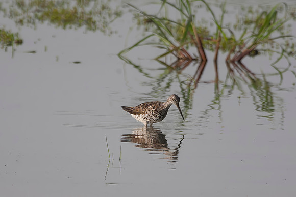 Greater Yellowlegs