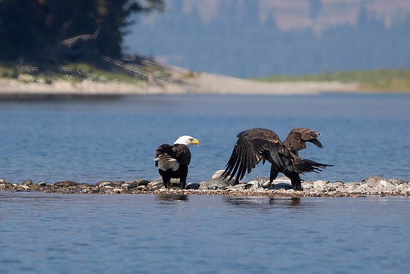 Bald Eagles, Adult and Juvenile