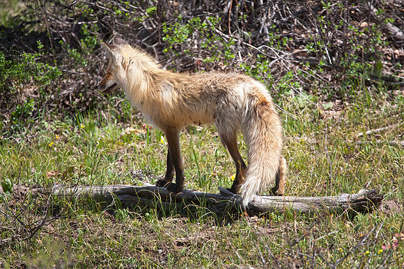 Red Fox