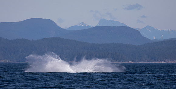 Humpback Whale Breach Splash