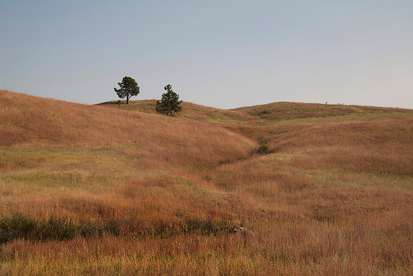 Trees on a Hill, Wind Cave National Park, SD
