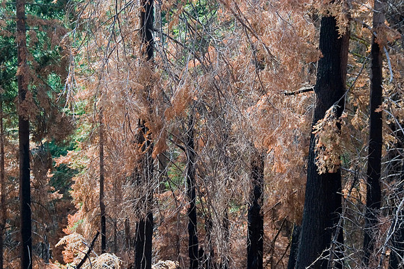 Copper Forest, Kings Canyon National Park, CA